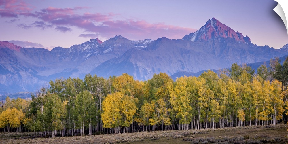 A photograph of purple mountains seen in the distance with a forest in autumn foliage in the foreground.