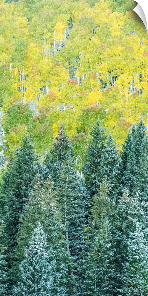 Landscape photograph of snow covered pine tree tops in Autumn.