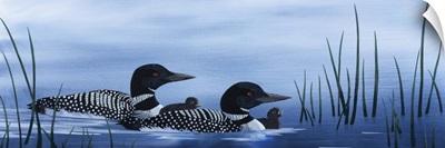 Family of Loons