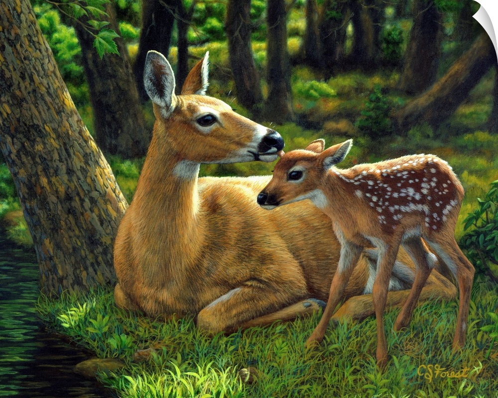 Mother and baby deerfawn doe