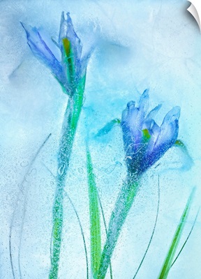 Flores Azules 57