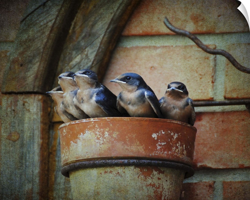 A family of baby Barn Swallows in a makeshift nest.