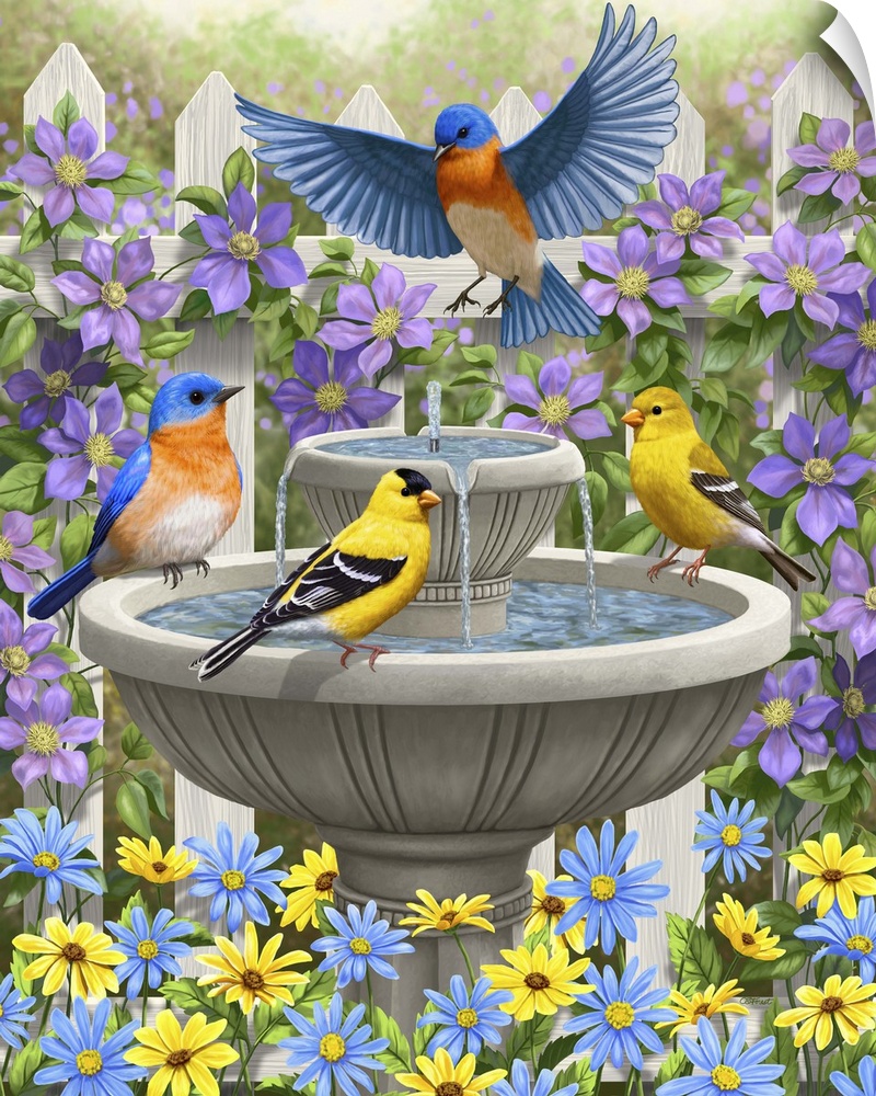 Bluebirds and goldfinches bathing in a bird bath.