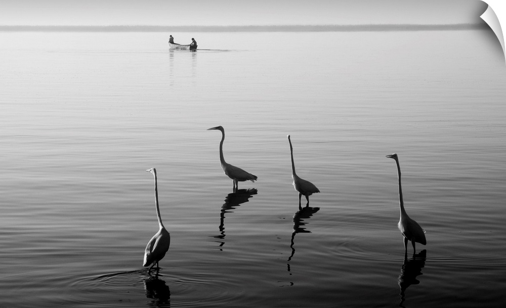 water, heron, black and white photography