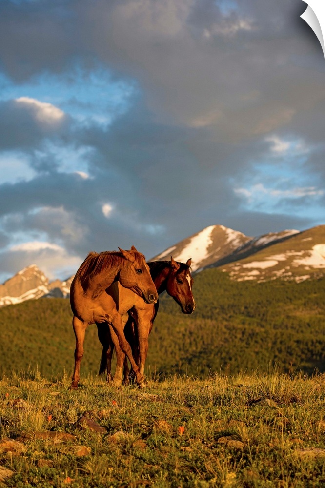 Wildlife photograph of two horses in a field with mountains in the background at golden hour.