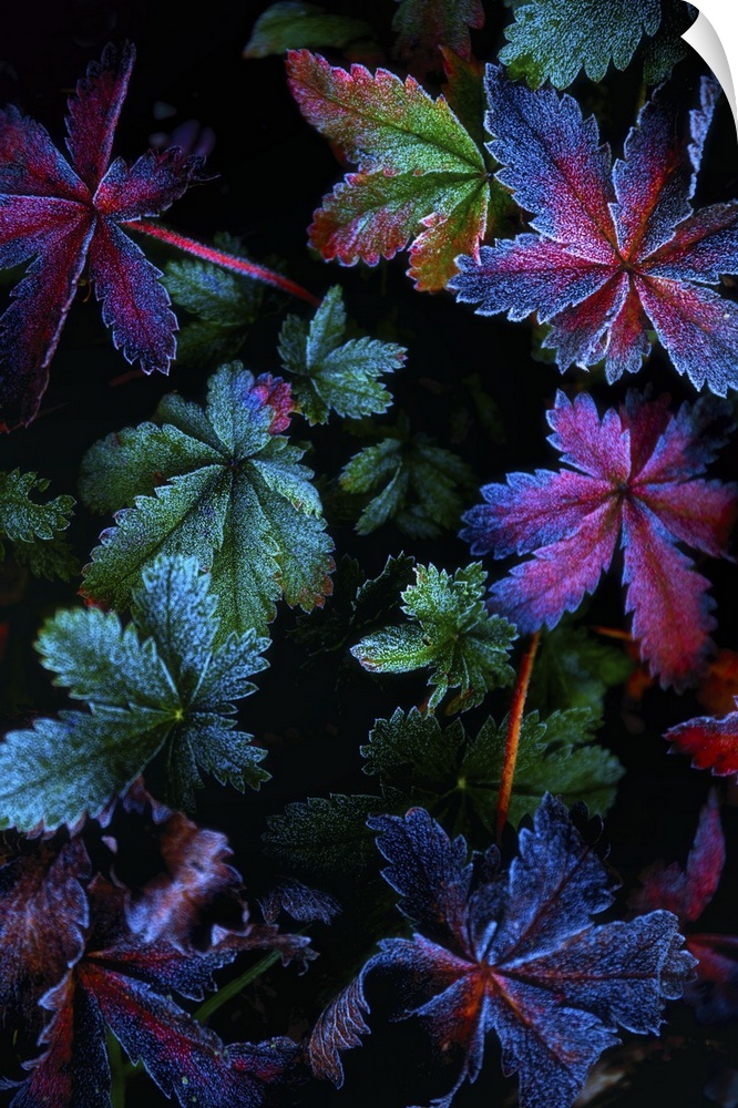 Iridescent leaves tinged with frost glowing in the dark.