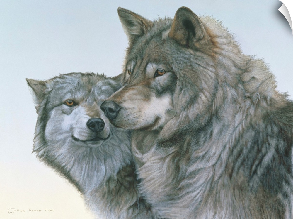 A wolf couple nuzzling, with a pale sky behind.