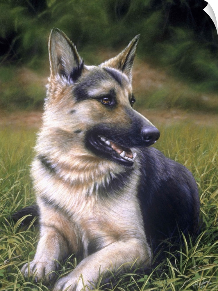 Contemporary painting of a german shepherd dog laying in the grass.