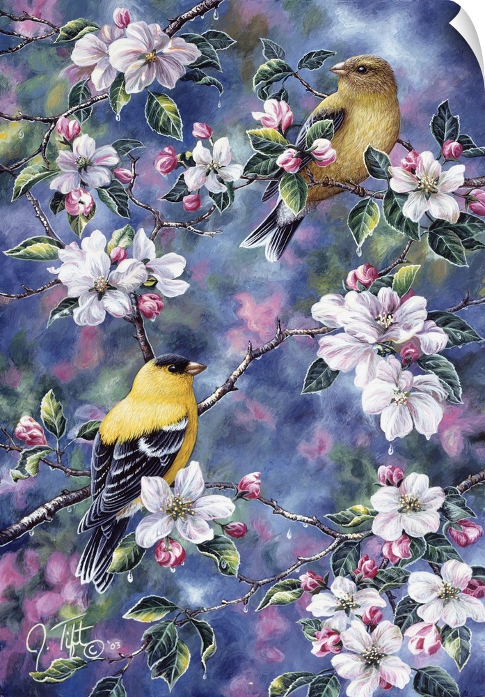two goldfinch sitting in apple tree in blossombird spring