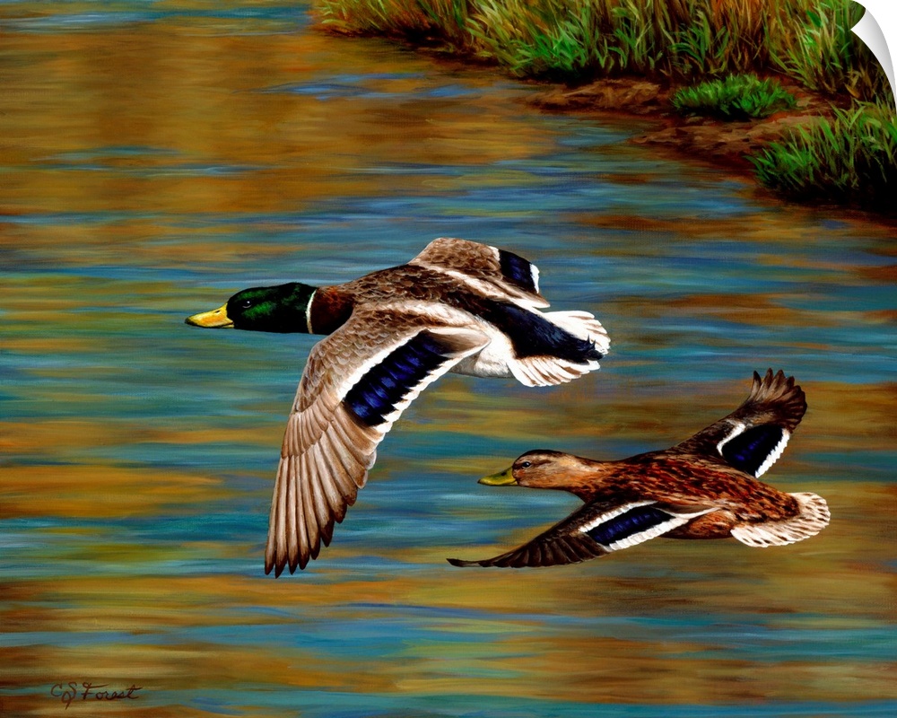 Two ducks flying over the water