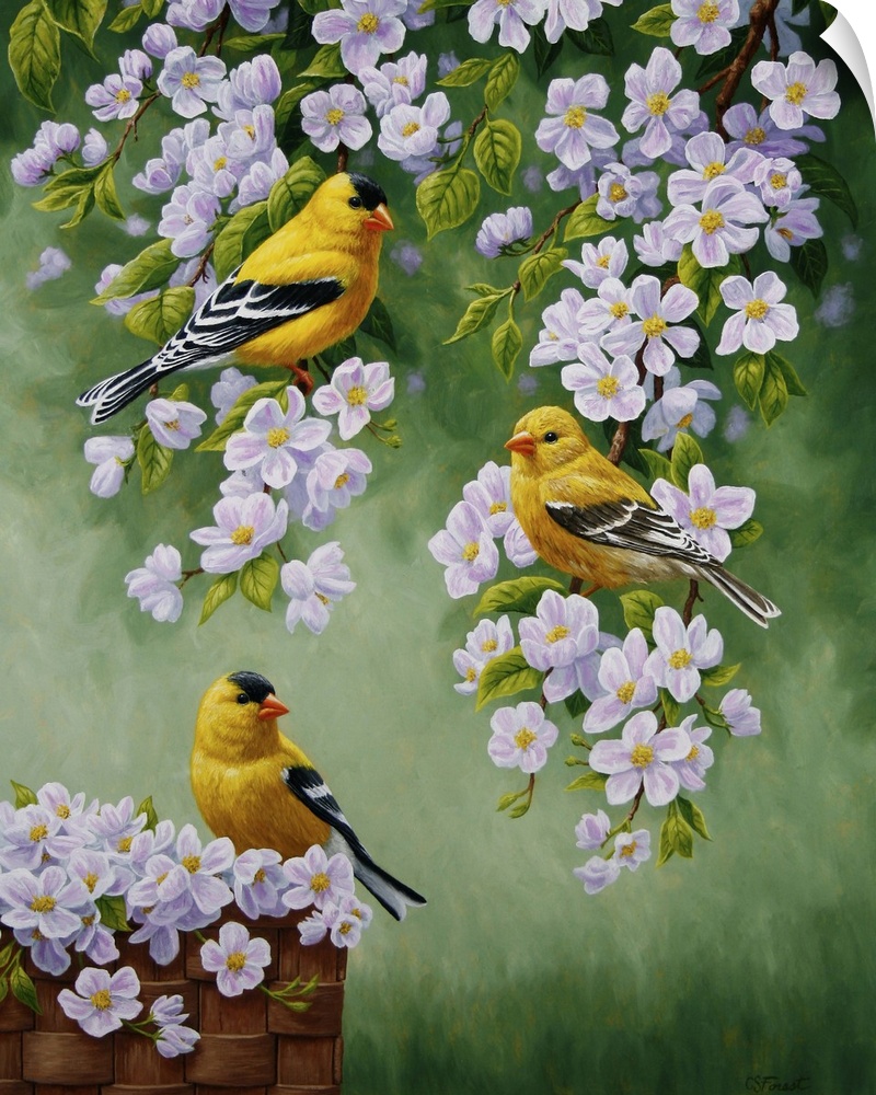 Three goldfinches perched on branches of a blossoming tree.