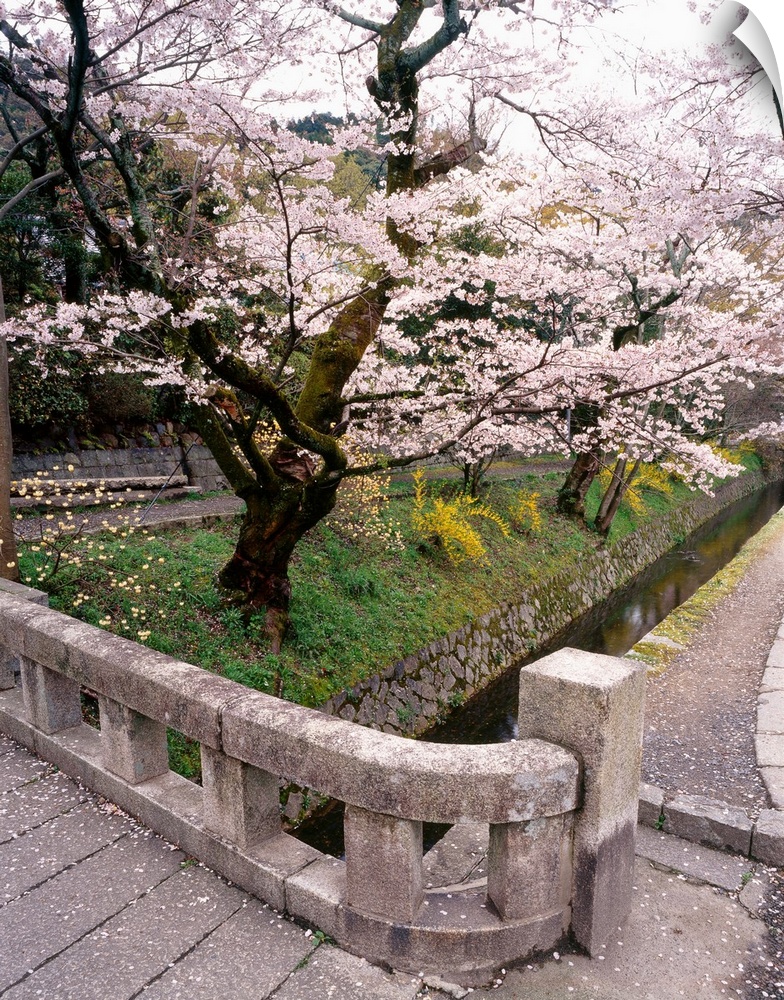 Photograph of a Japanese garden with cherry blossom trees in bloom.