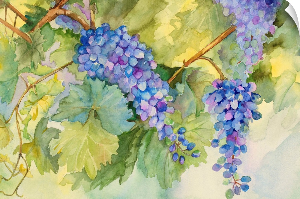 Colorful contemporary painting of bunches of grapes hanging from vines in a vineyard.