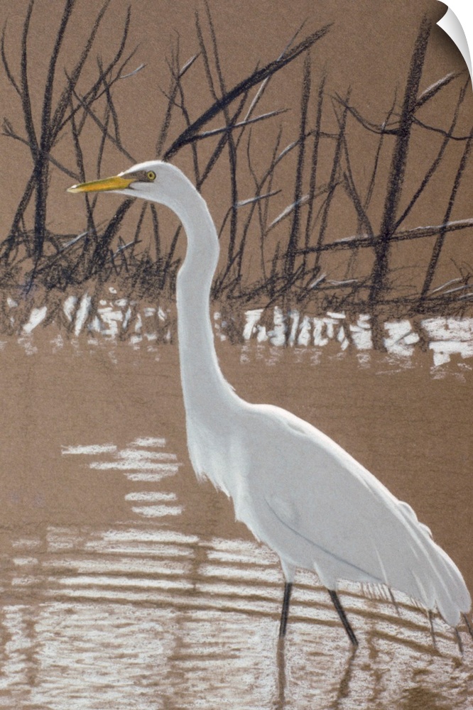 An egret standing in the water