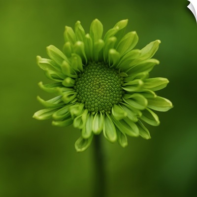 Green Flower on Green
