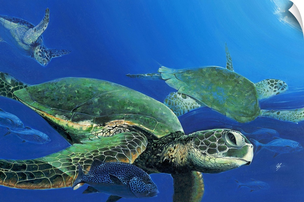 Contemporary painting of sea turtles seen swimming under water.