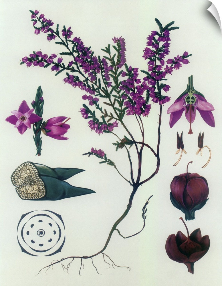 Heather - Botanical Illustration