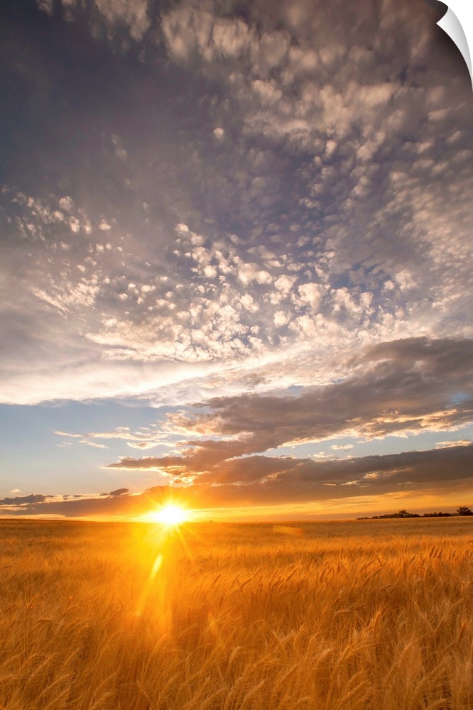 Landscape photograph of a wheat field with the sun rising on the horizon line.