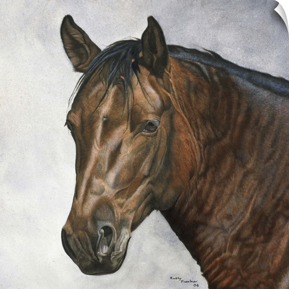 Portrait of a dark brown horse.