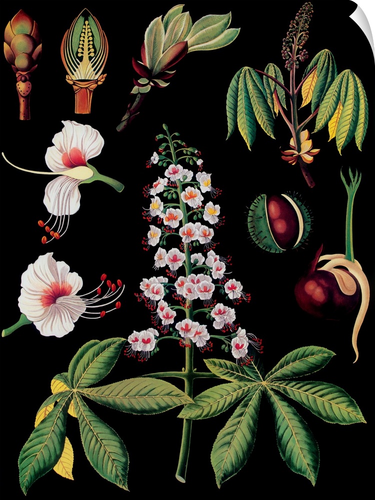 Horse Chestnut - Botanical Illustration
