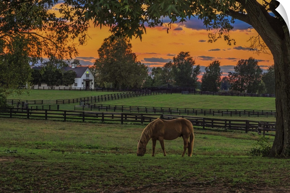Photograph of a horse grazing in a paddock at sunset.