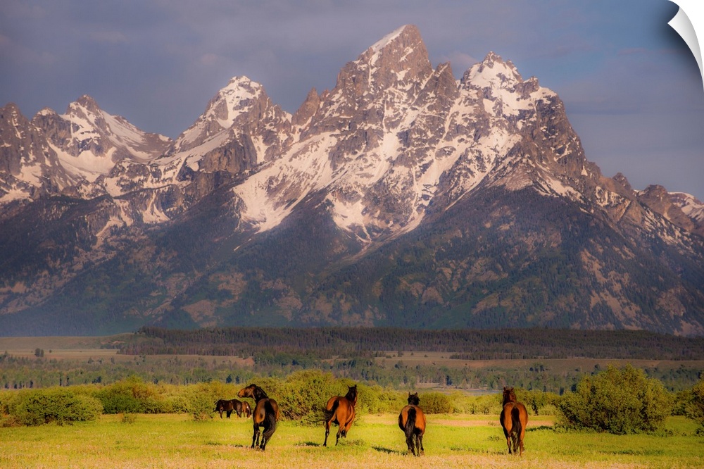 Wildlife photograph of wild horses galloping through a valley surrounded by snowy mountain peaks.
