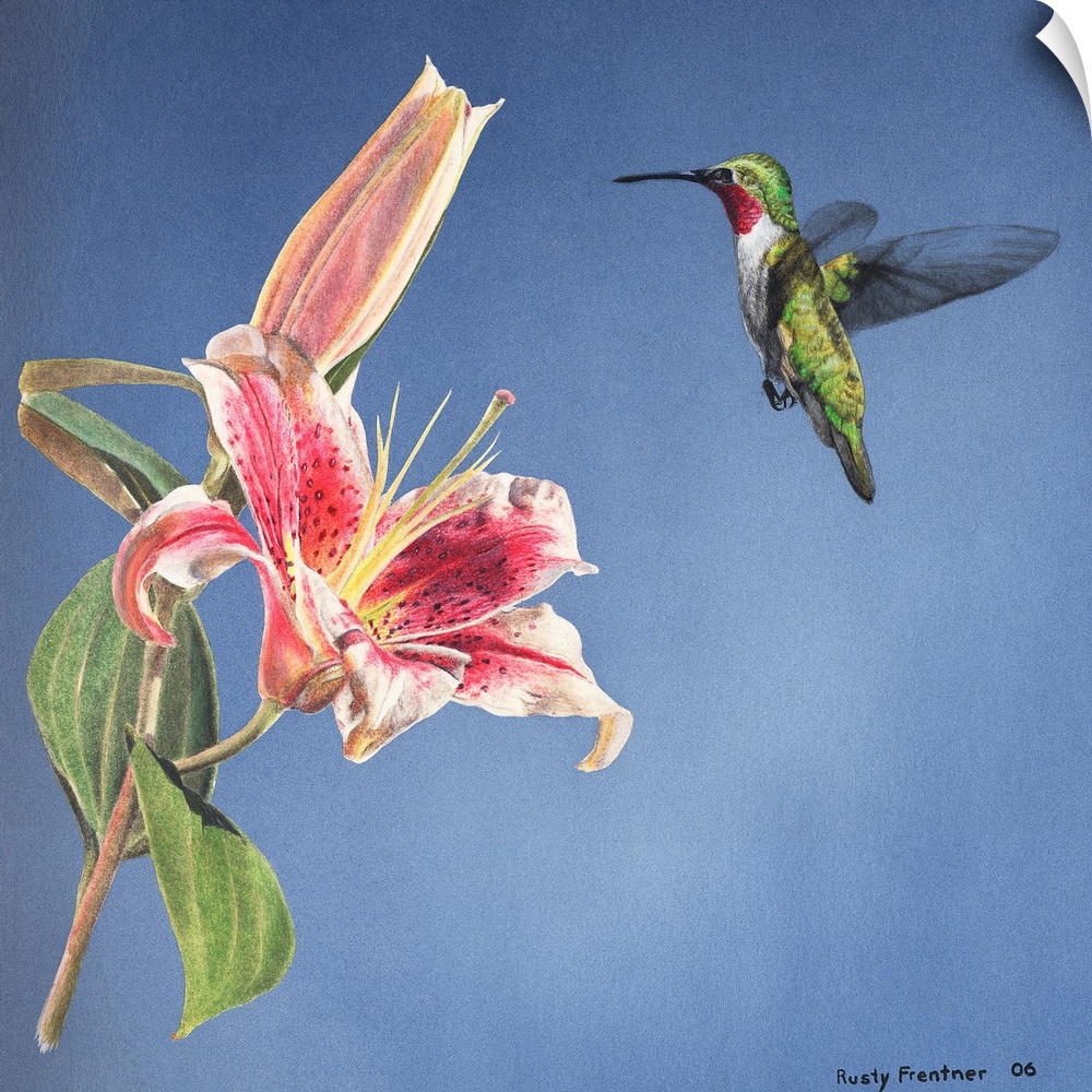 A hummingbird hovering over a lily