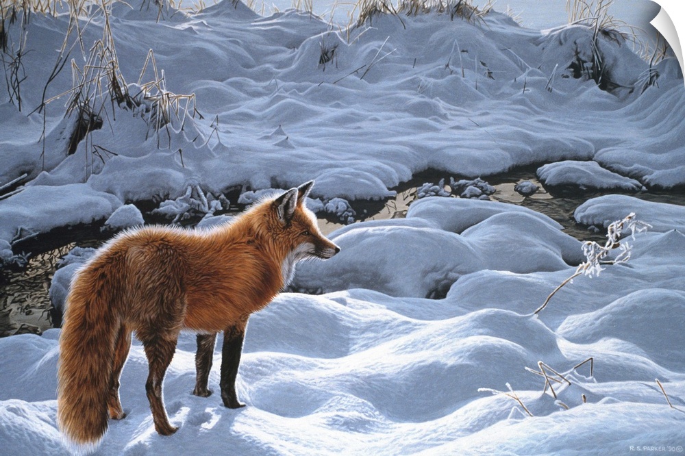 A red fox standing next to a stream in the snow.