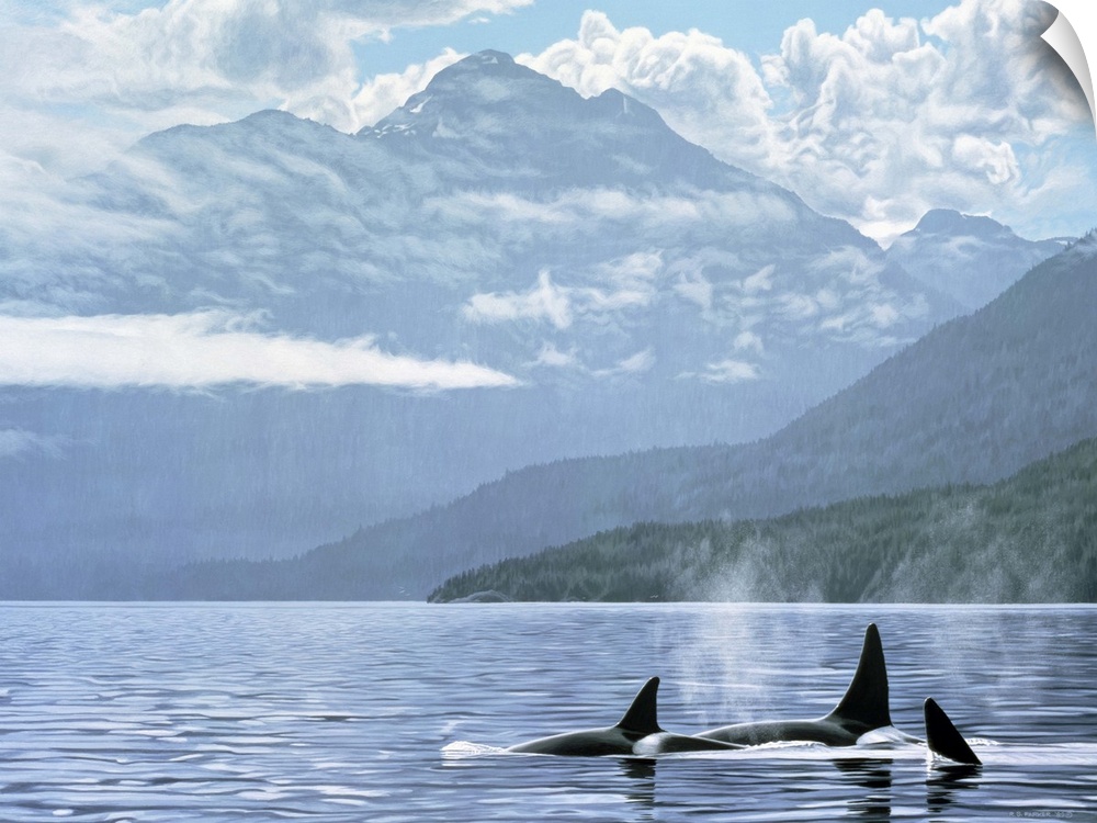 Three orcas travel through the water just off shore.