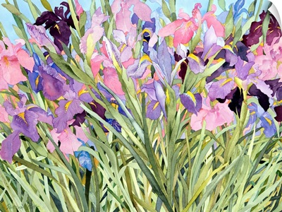 Iris Garden X