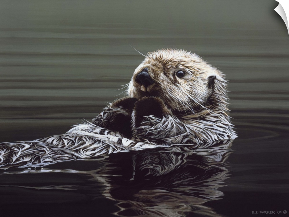 An otter rests on its back, drifting through the water.