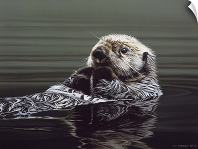 Just Resting - Sea Otter