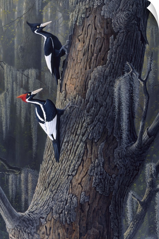 Ivory billed woodpeckers perched on a tree.