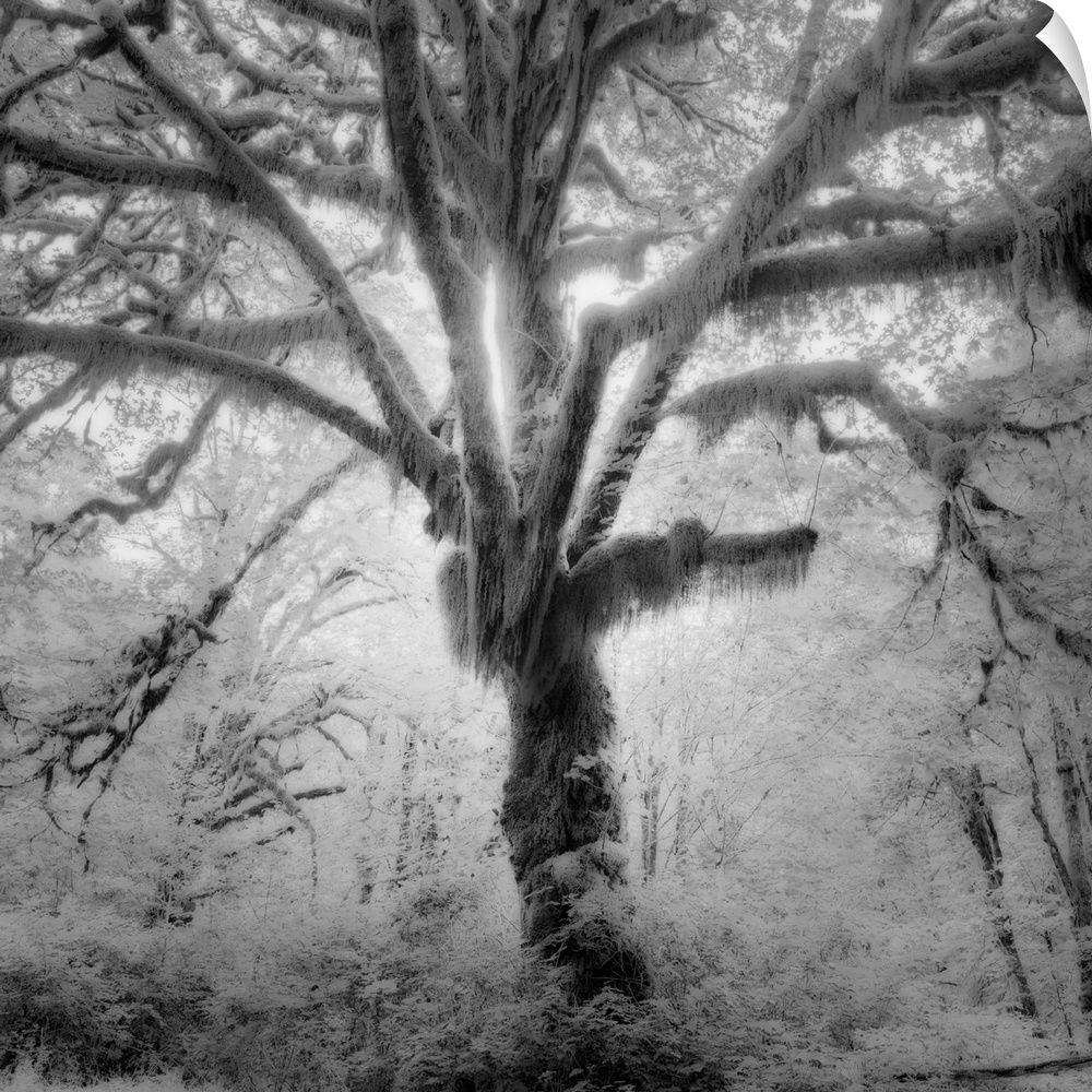 Tree, forest, black and white photography