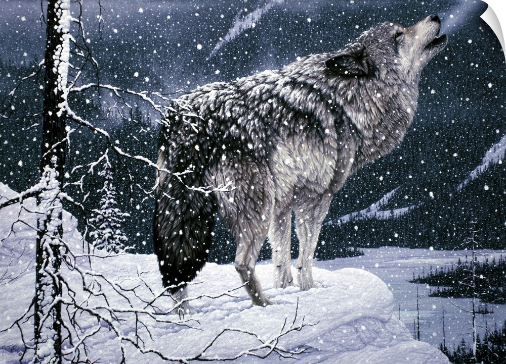 a wolf on a snow covered ledge, next to a tree, howling winter