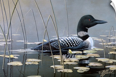 Loon In Reeds