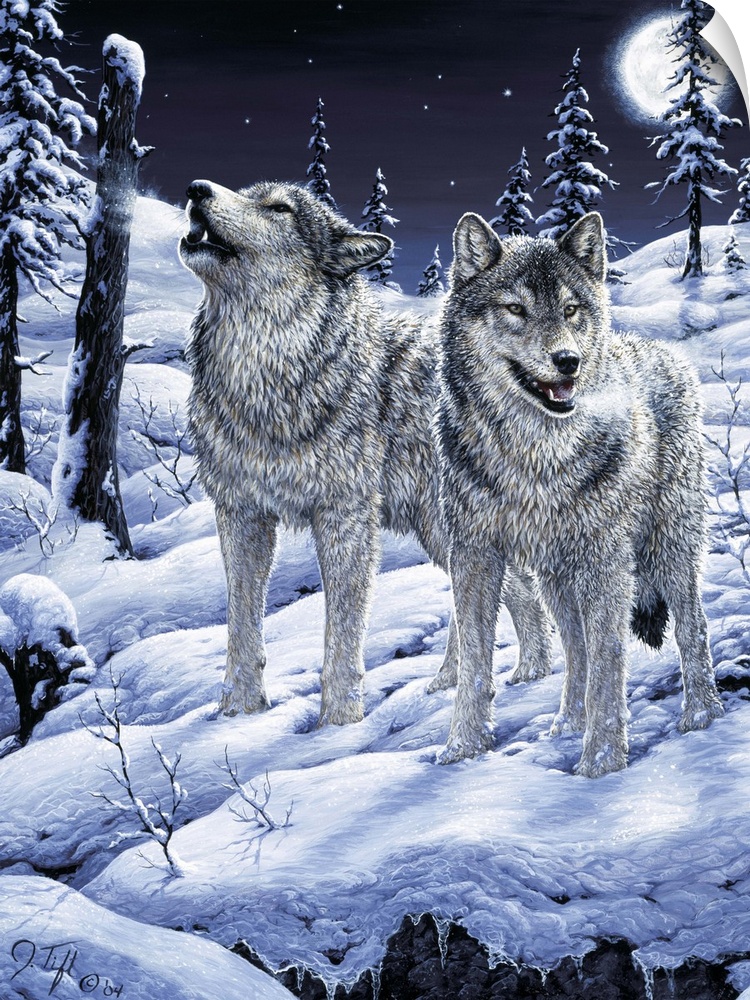 wolf, wolves, howl, moon, snowwinter