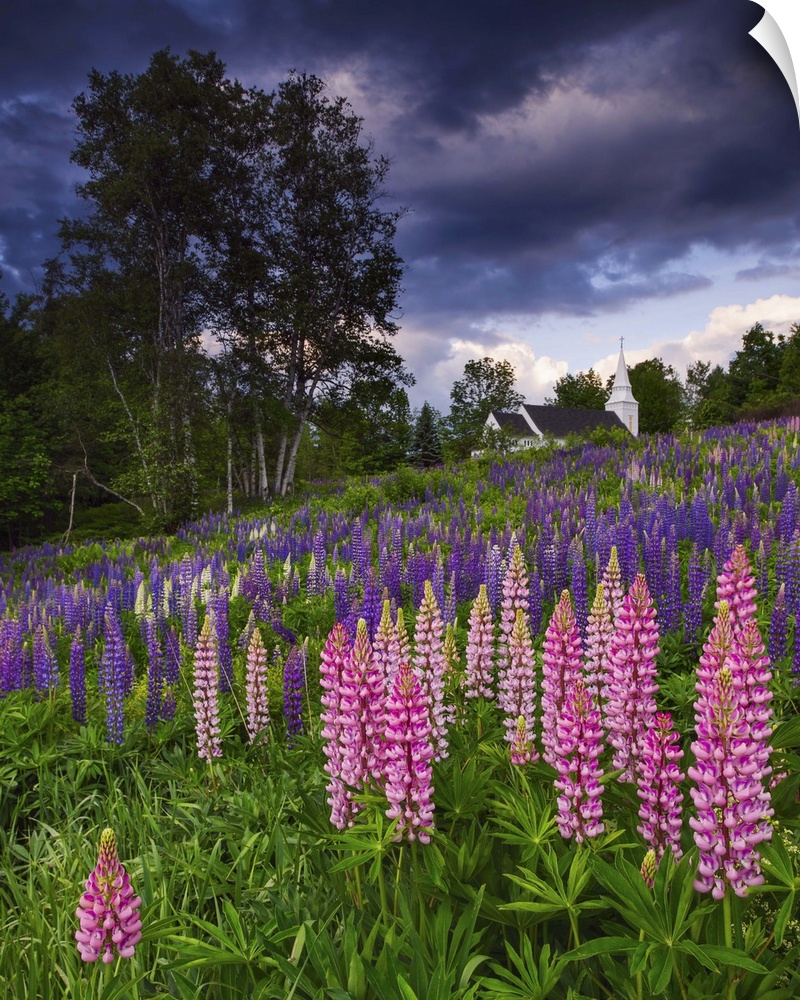 Photograph of pink and purple flowers on a hillside under dark aggressive clouds in the countryside.