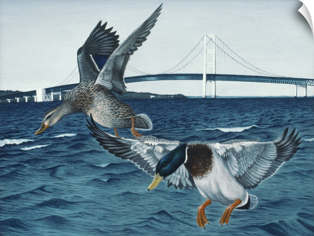 Two ducks landing in a body of water by a highway suspension bridge.