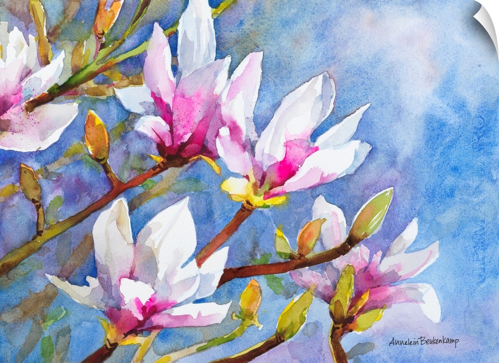 A bright summer image of light pink magnolia blossoms against a sunny blue sky