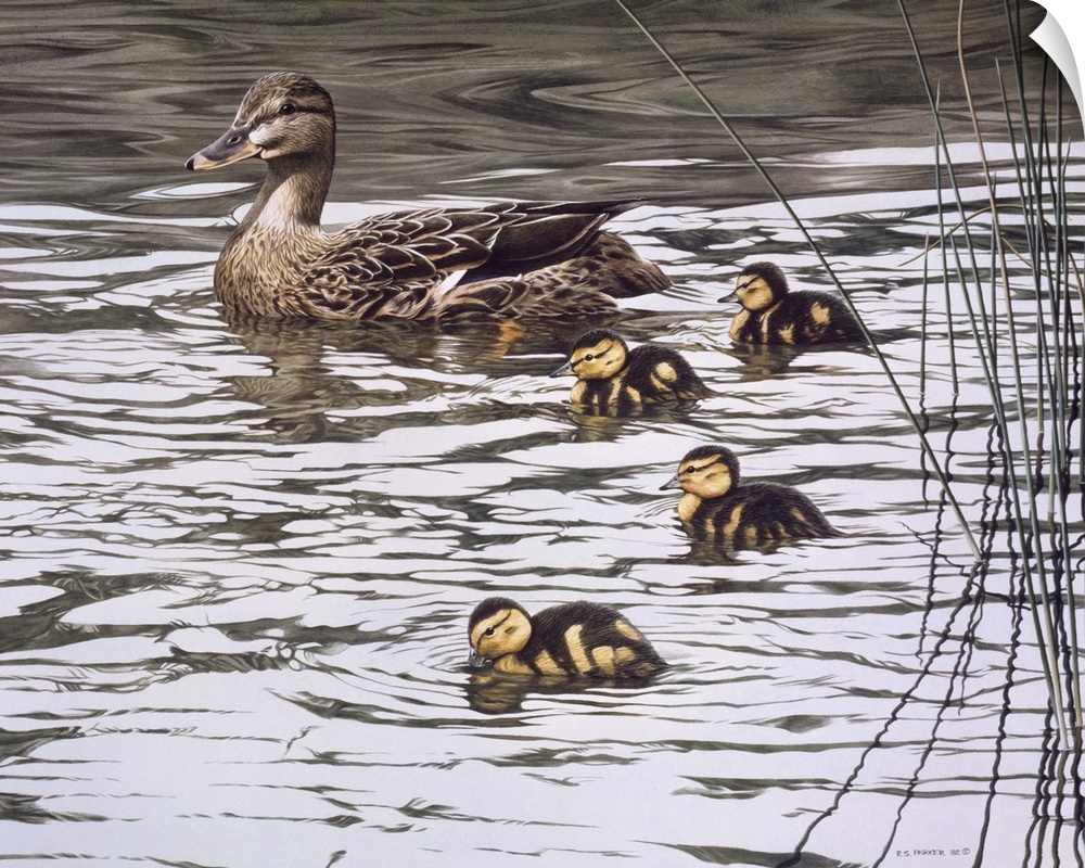 A mallard family (mother and four ducklings) makes its way through the water.