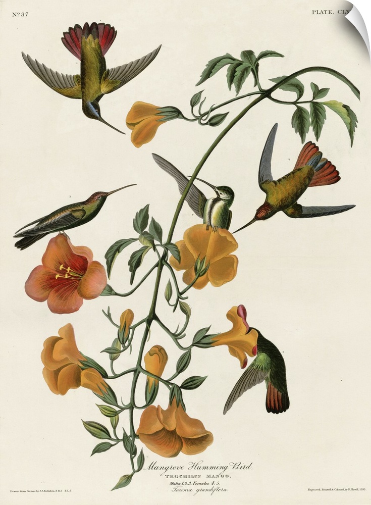 Audubon Birds, Mangrove Hummingbird