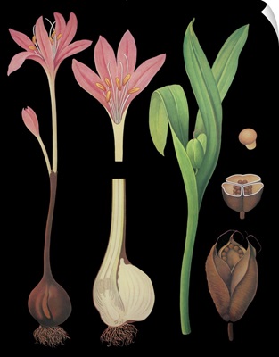 Meadow Saffron - Botanical Illustration