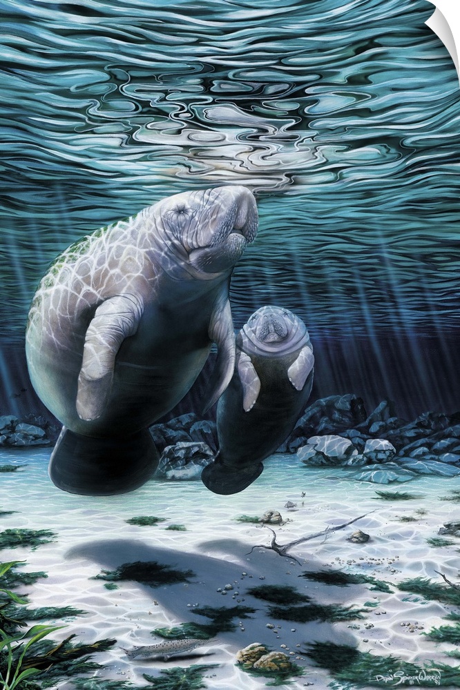 Manatee and her calf.