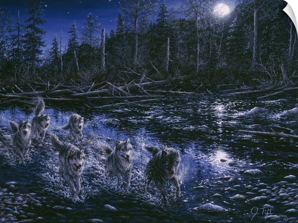 wolf pack running down a stream
