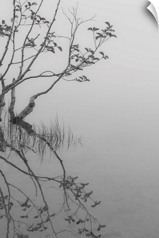 Black and white photograph of reflecting branches and leaves onto water creating a mirror effect.
