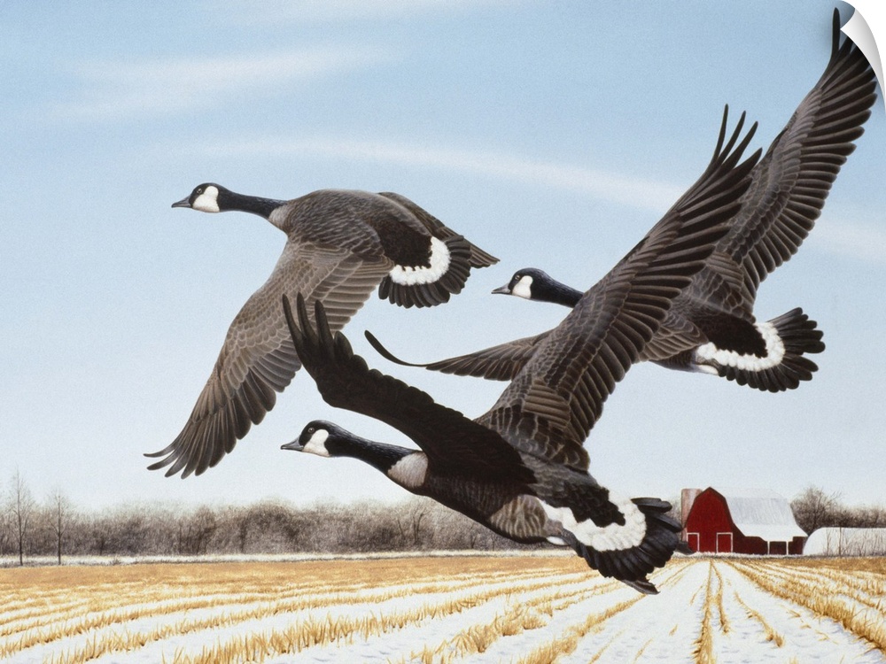 Three Canada geese flying over a farmer's field.