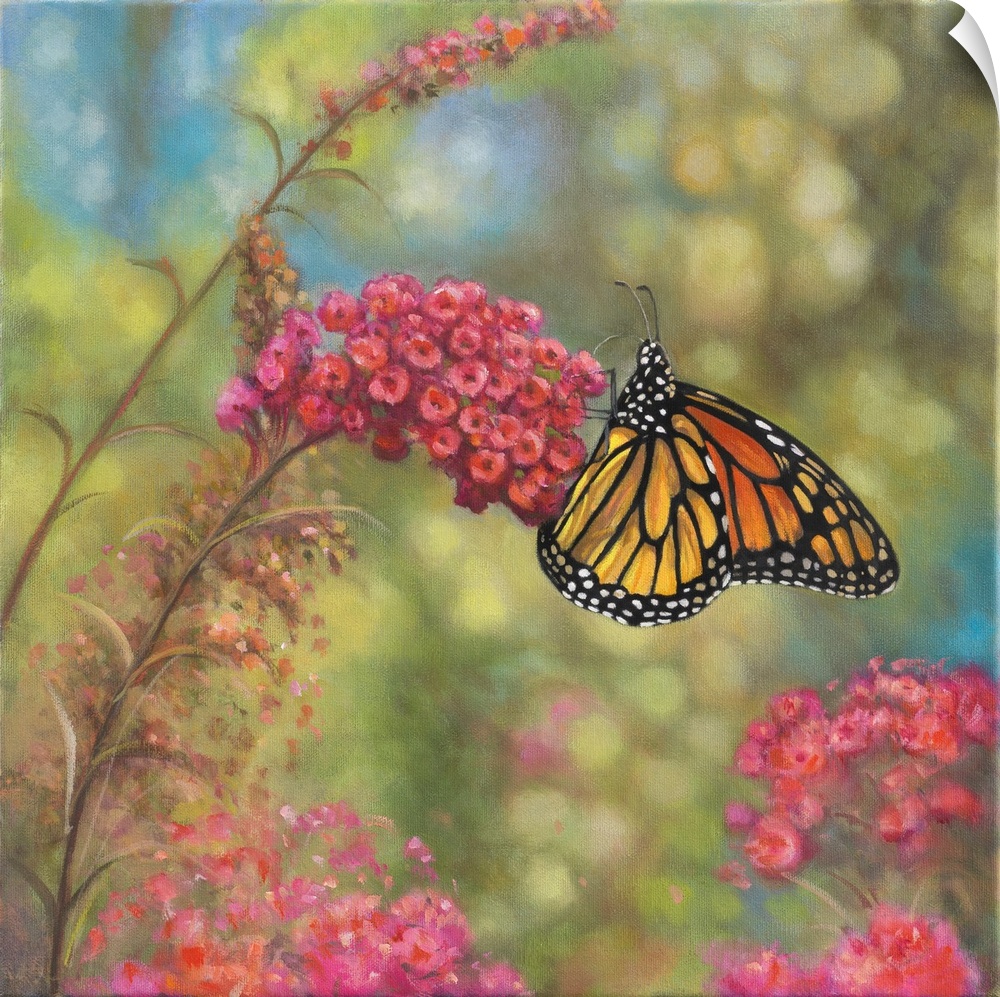 monarch butterfly on pink flower