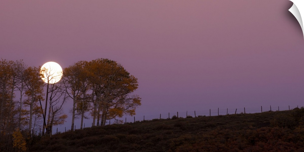 Landscape photograph of a field with a few trees and a full moon rising in the purple sky.