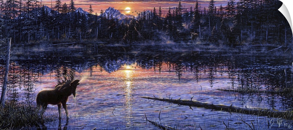 A BULL MOOSE STANDING IN A SWAMP WITH SUN COMING UP IN THE BACKGROUND